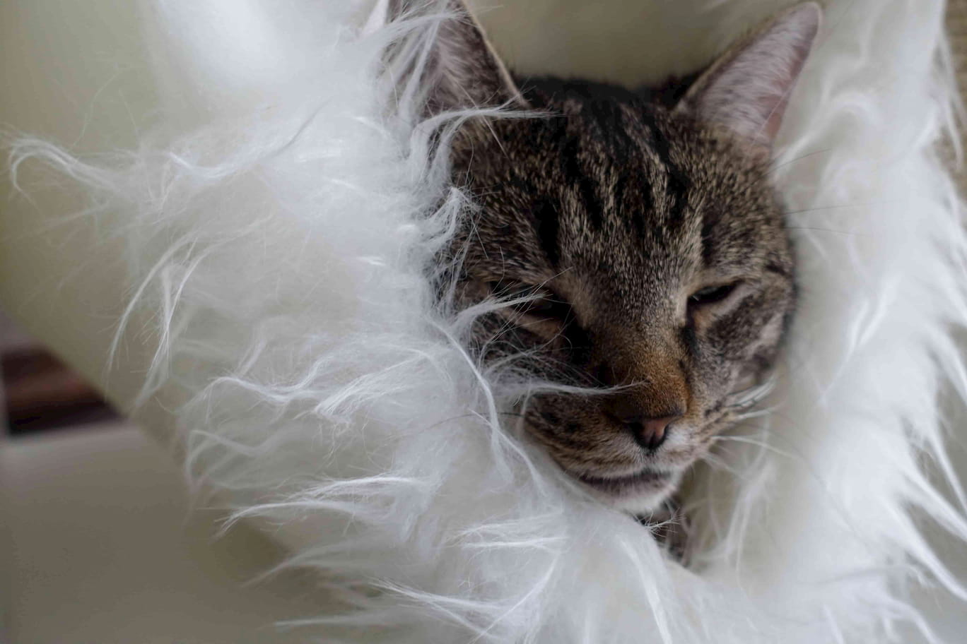 Katze liegt in gemütlicher Hängematte im Kratzwürfel.